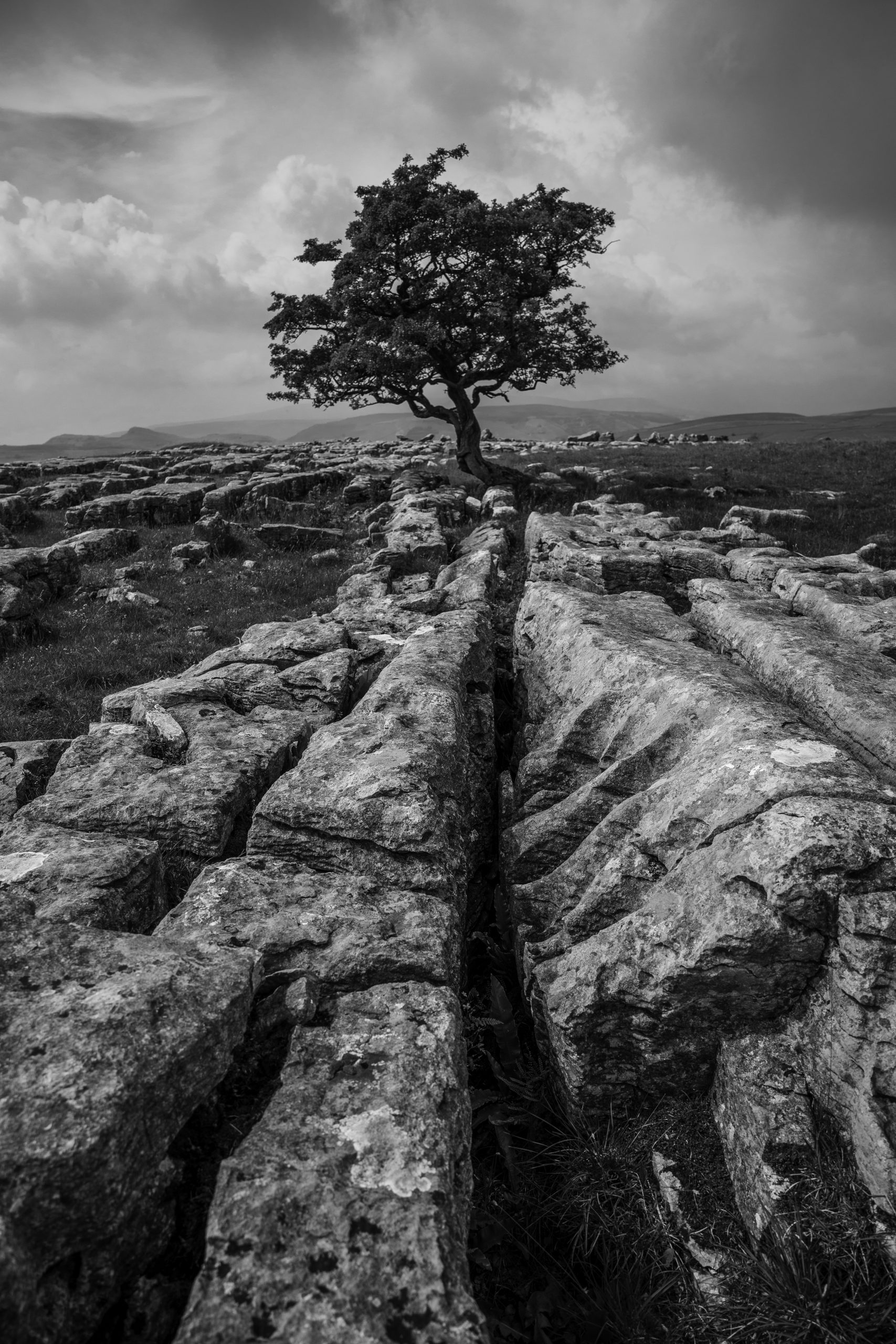 A limestone pavement in the Yorkshire Dales, with a lone Hawthorn tree.