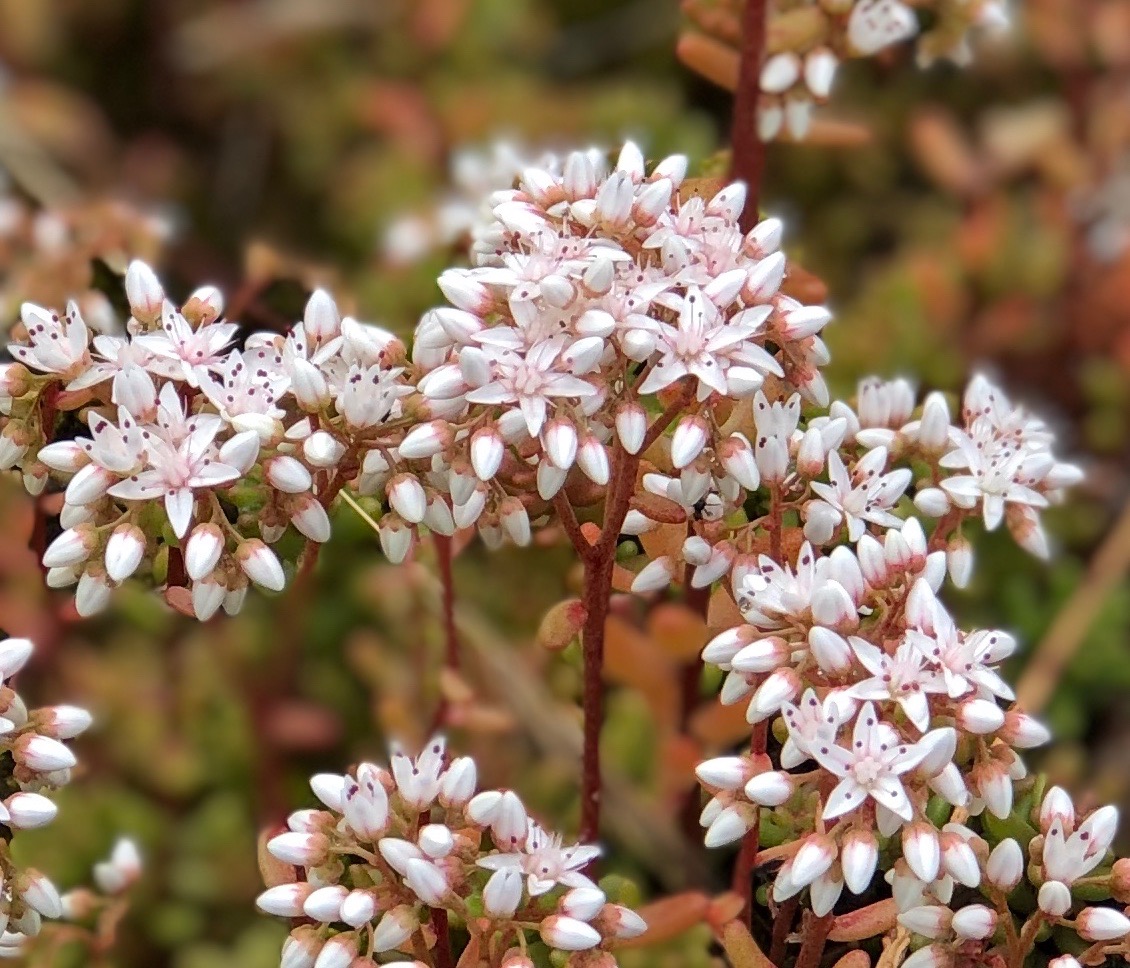 Close-up of stonecrop flowers growing on slate spoil, showing the intricate and delicate white flowers